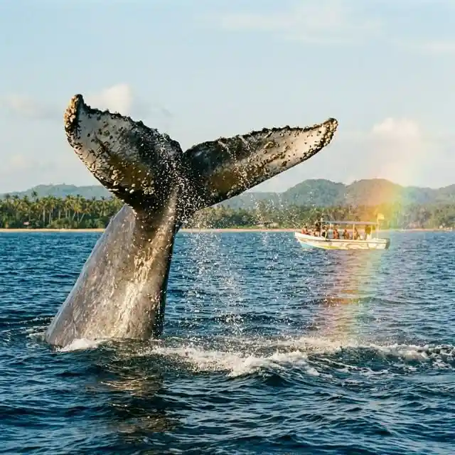 Whale watching boat off Mirissa in January
