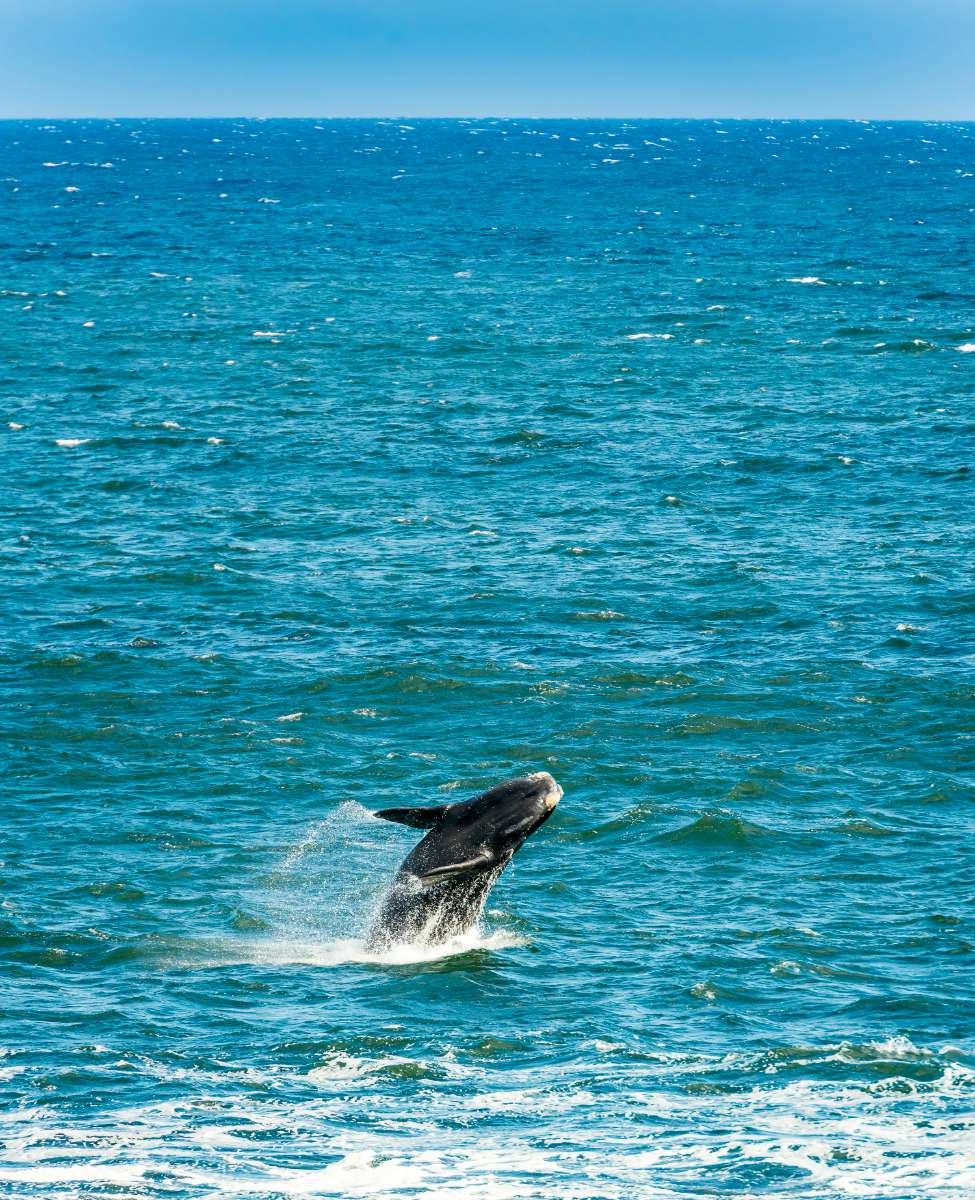 Blue whale sighting off southern Sri Lanka