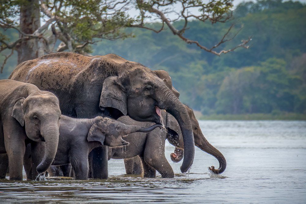 July travel in Sri Lanka's highlands