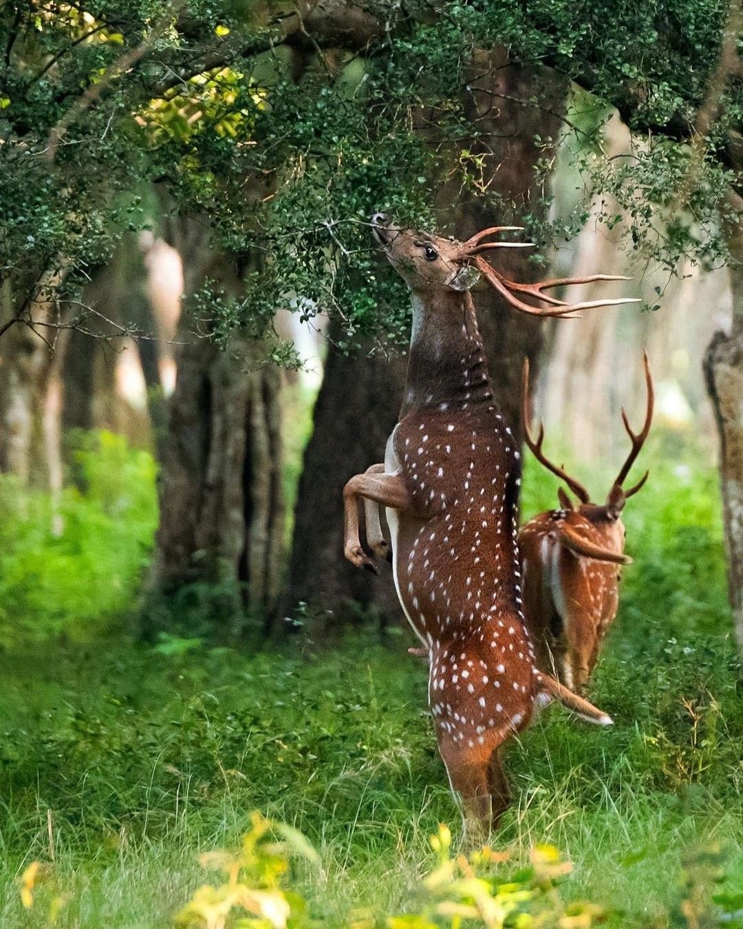 Wildlife safari during March