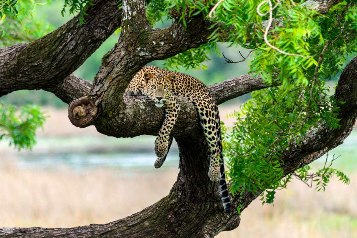 Wildlife safari in Sri Lanka during March